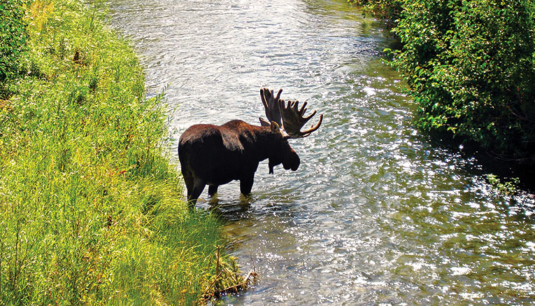 Mytcf-yellowstone-multisport-5